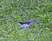 Picture/image of Northern Mockingbird