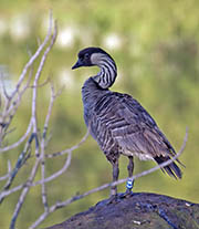 Picture/image of Nene