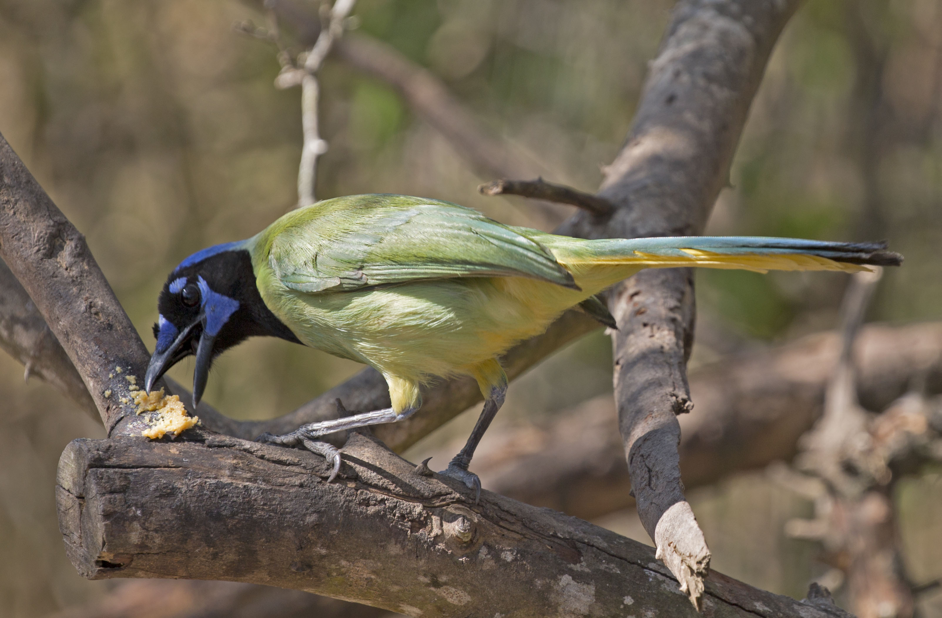 Pictures and information on Green Jay