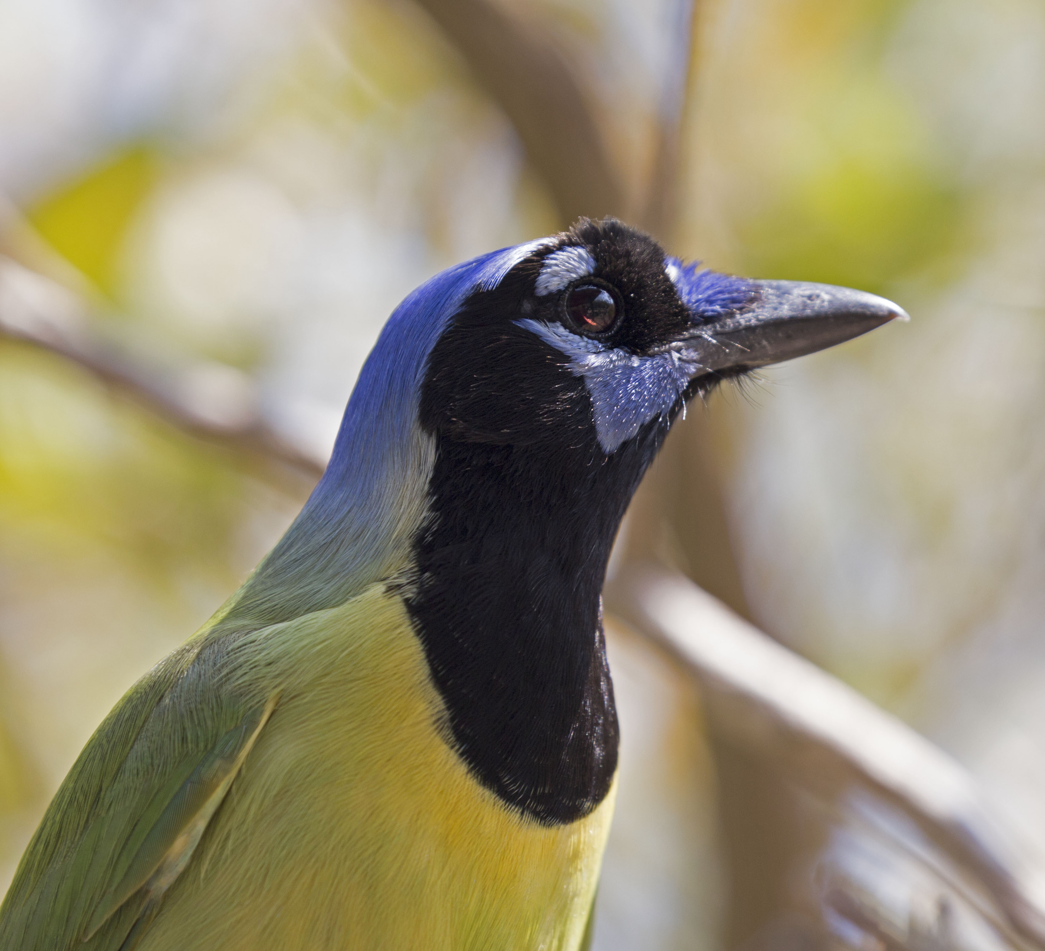 Pictures and information on Green Jay