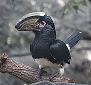 Picture/image of Trumpeter Hornbill