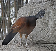 Picture/image of Great Curassow