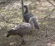 Picture/image of Cape Barren Goose