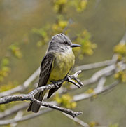 Picture/image of Couch's Kingbird