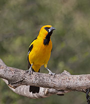 Picture/image of Altamira Oriole