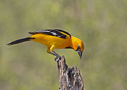 Picture/image of Altamira Oriole