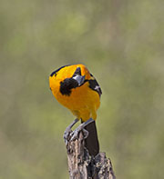 Picture/image of Altamira Oriole