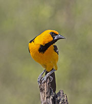Picture/image of Altamira Oriole