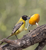 Picture/image of Audubon's Oriole