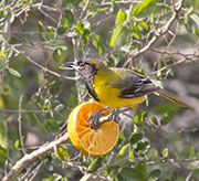 Picture/image of Audubon's Oriole