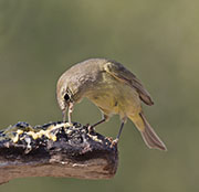 Picture/image of Orange-crowned Warbler
