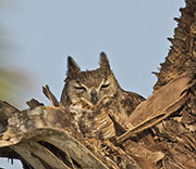 Picture/image of Great Horned Owl