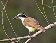 Picture/image of Great Kiskadee