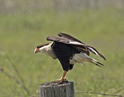 Picture/image of Crested Caracara