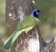 Picture/image of Green Jay