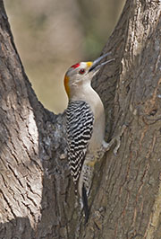 Picture/image of Golden-fronted Woodpecker