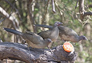 Picture/image of Plain Chachalaca