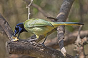 Picture/image of Green Jay