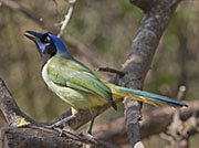 Picture/image of Green Jay