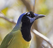Picture/image of Green Jay