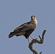 Picture/image of Crested Caracara