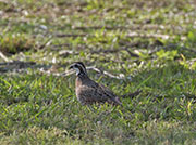 Picture/image of Northern Bobwhite