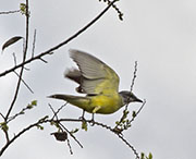 Picture/image of Couch's Kingbird