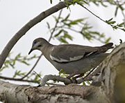 Picture/image of White-winged Dove
