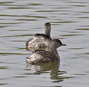 Picture/image of Least Grebe