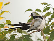 Picture/image of Namaqua Dove