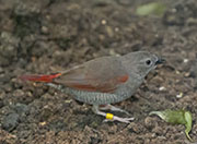 Picture/image of Red-winged Pytilia