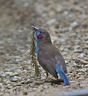 Picture/image of Red-cheeked Cordon-bleu