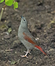 Picture/image of Red-winged Pytilia