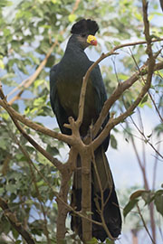 Picture/image of Great Blue Turaco