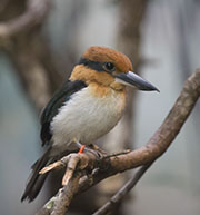 Picture/image of Micronesian Kingfisher