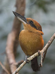 Picture/image of Micronesian Kingfisher