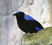 Picture/image of Asian Fairy-bluebird
