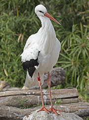 Picture/image of White Stork