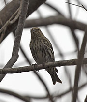 Picture/image of Purple Finch