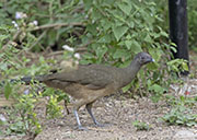 Picture/image of Plain Chachalaca