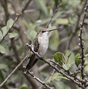 Picture/image of Ruby-throated Hummingbird