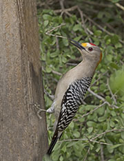 Picture/image of Golden-fronted Woodpecker