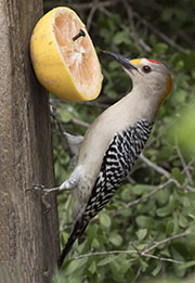 Picture/image of Golden-fronted Woodpecker