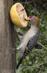 Picture/image of Golden-fronted Woodpecker