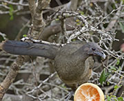 Picture/image of Plain Chachalaca