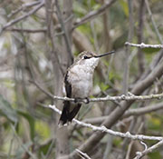 Picture/image of Ruby-throated Hummingbird