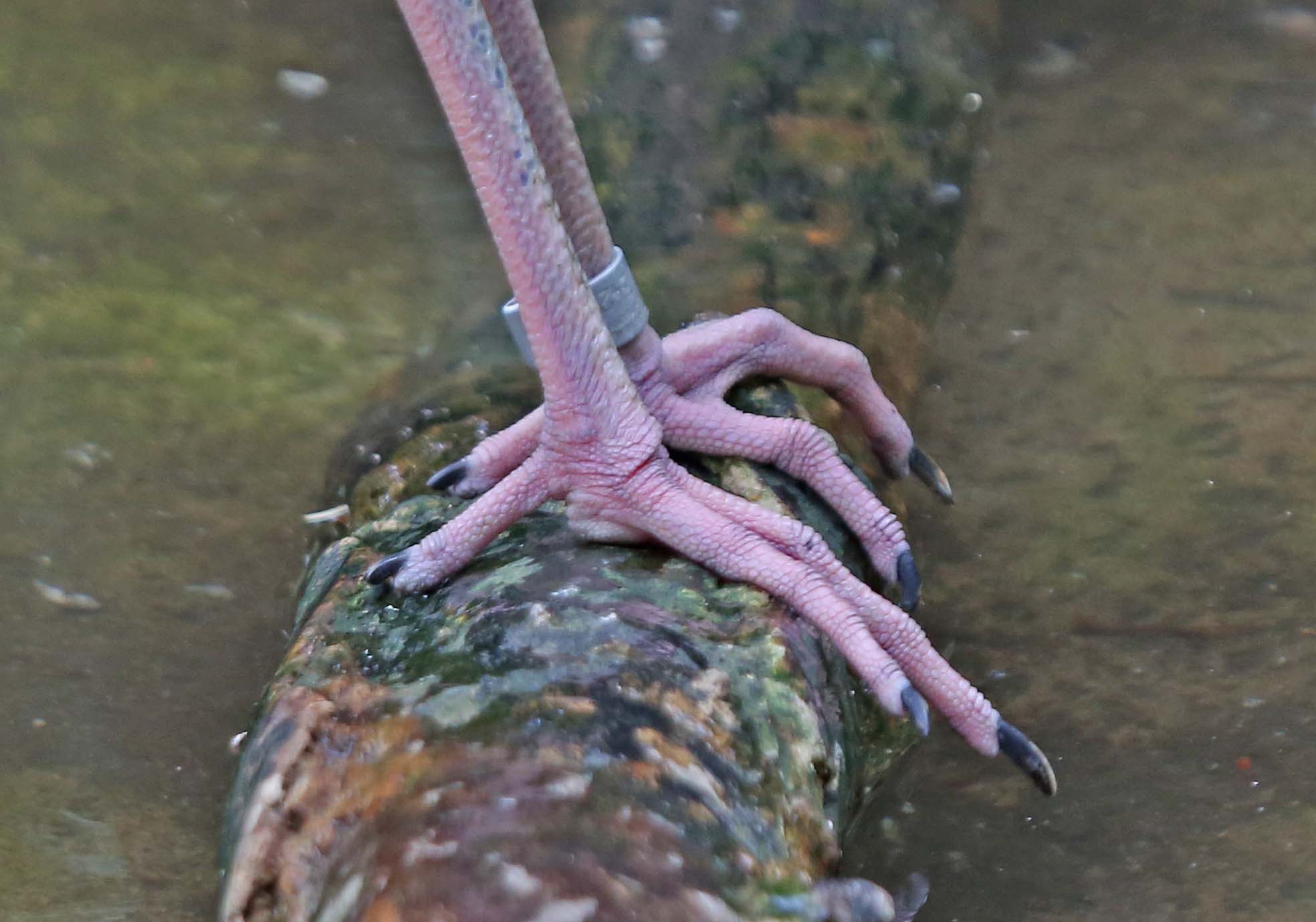Pictures and information on African Spoonbill