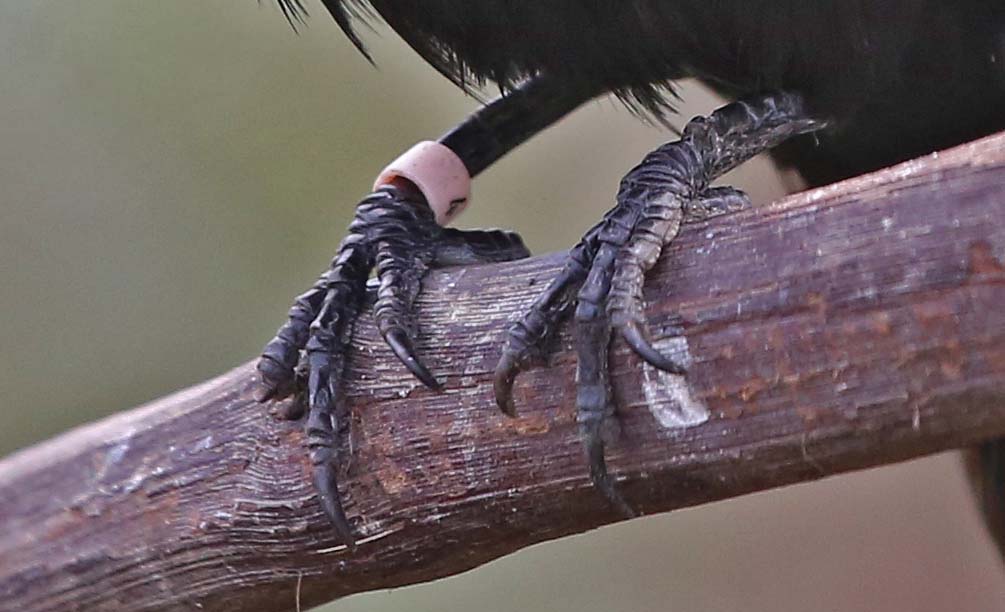 Pictures and information on Yellowhooded Blackbird