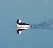 Picture/image of Bufflehead