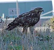 Picture/image of Red-tailed Hawk